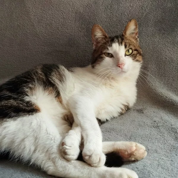 Seamus, chat adopté via Les ti'chats