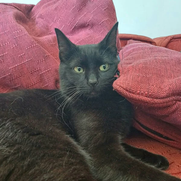 Sylvestre, chat adopté via Les ti'chats