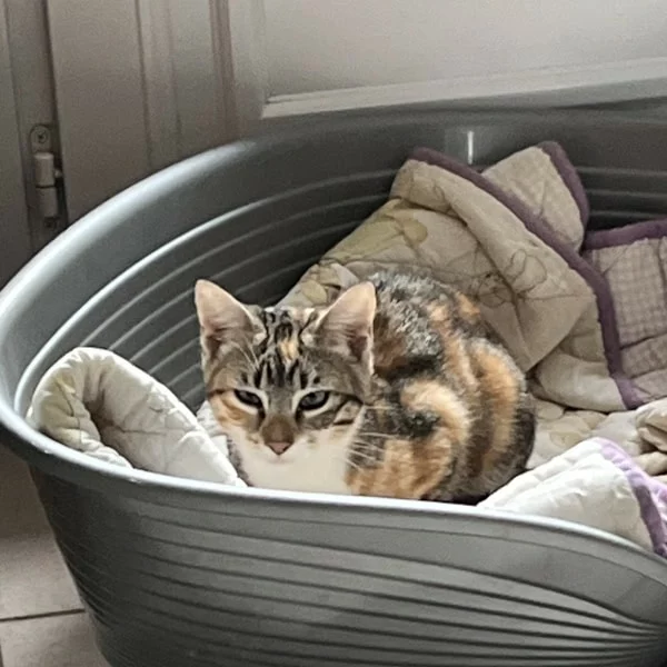 Wendy, chat adopté via Les ti'chats