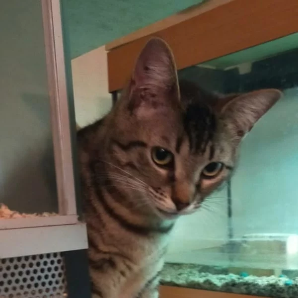 Abby, chat adopté en 2025 grâce aux ti'chats