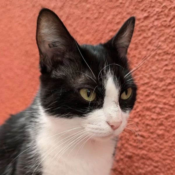 Amaya, chat adopté via Les ti'chats