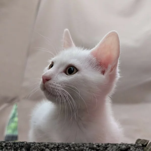 Dahlia, chat adopté via Les ti'chats