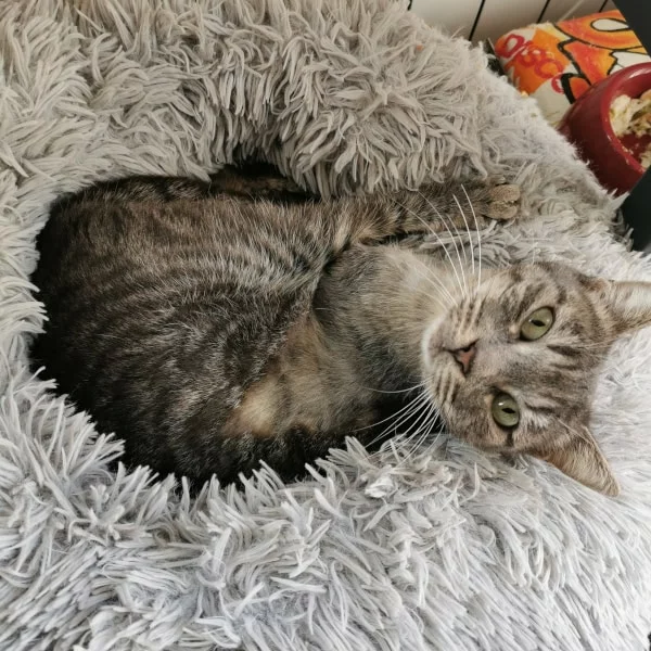 Artemis, chat adopté via Les ti'chats