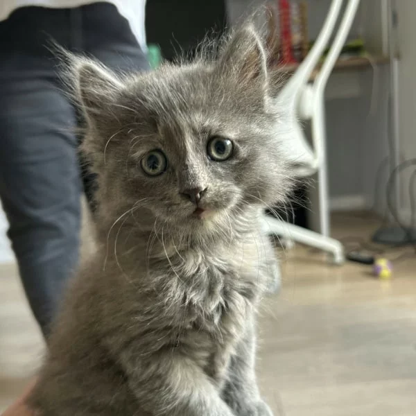 Vicky, chat adopté via Les ti'chats