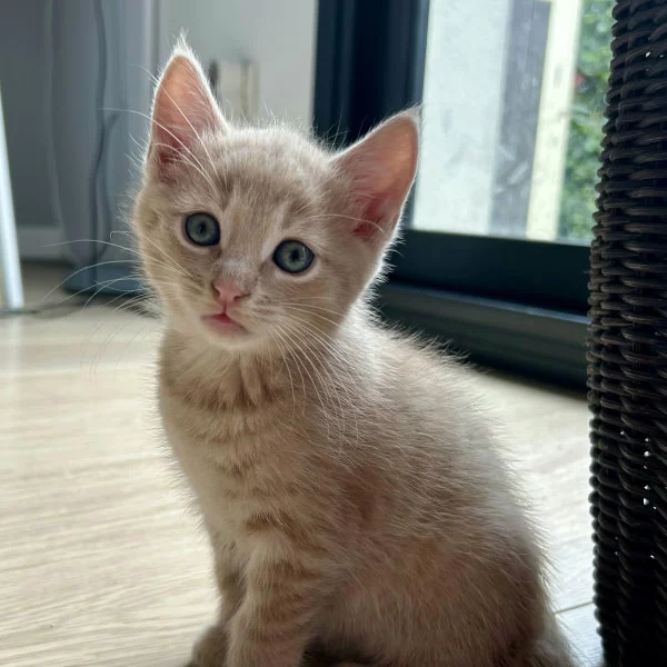 Winny, chat adopté via Les ti'chats