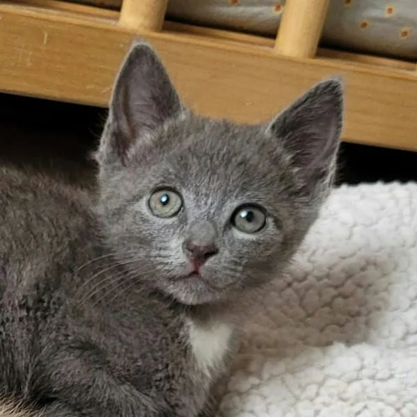 Grisou, chat adopté via Les ti'chats