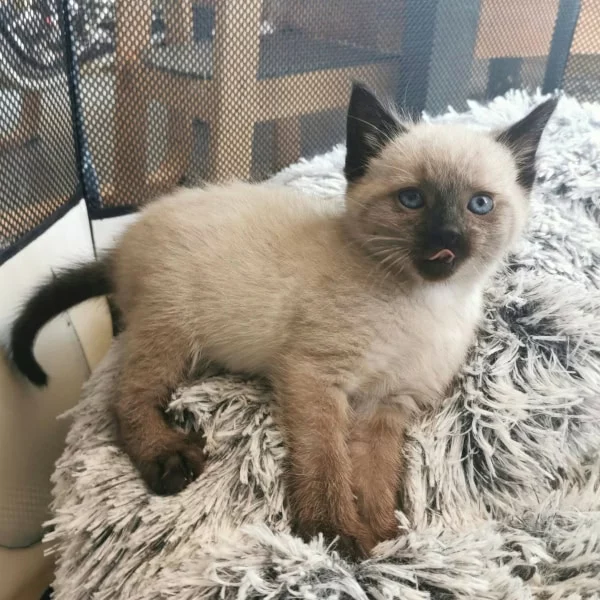 Misti, chat adopté via Les ti'chats