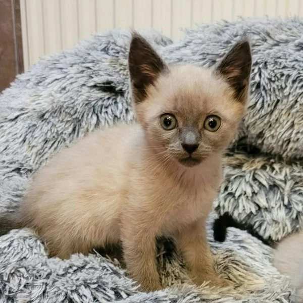 Tim, chat adopté via Les ti'chats