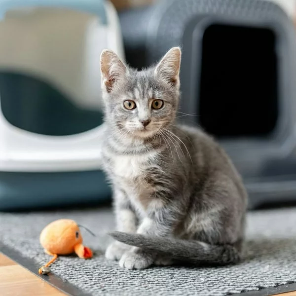 Dean, chat adopté via Les ti'chats