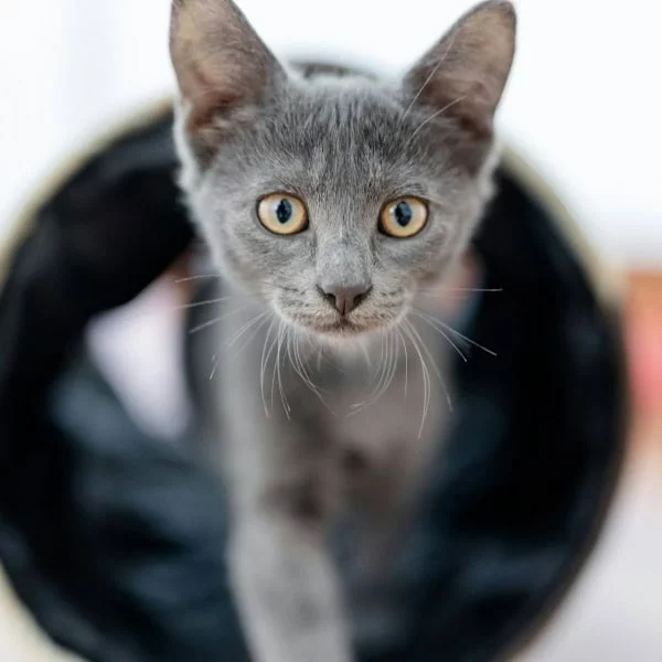 Kirk, chat adopté via Les ti'chats