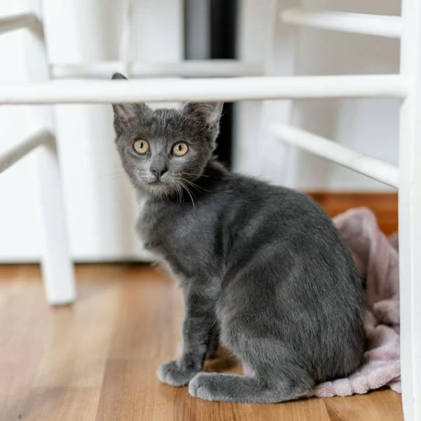 Logan, chat adopté via Les ti'chats
