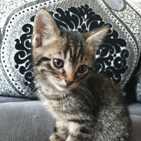 Elaia, chat adopté via Les ti'chats