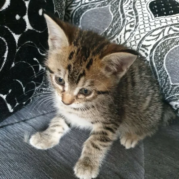 Elea, chat adopté via Les ti'chats