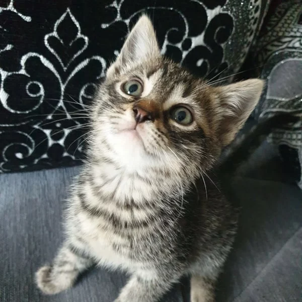 Eliess, chat adopté via Les ti'chats