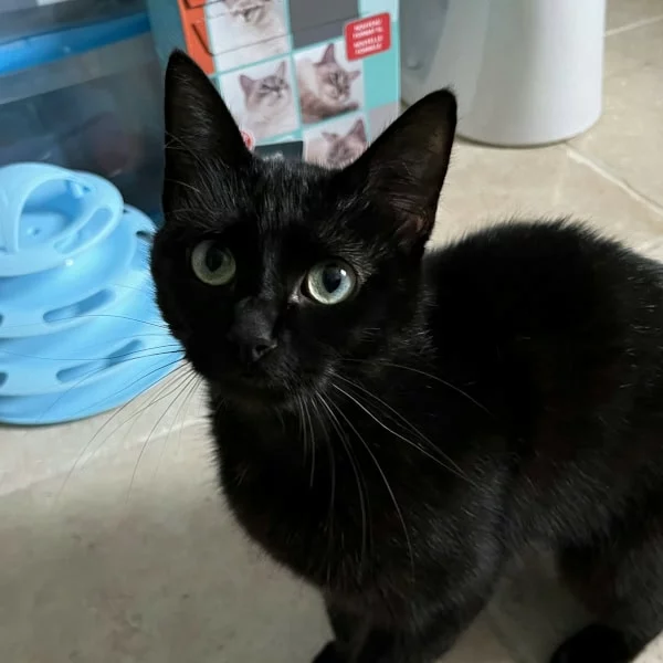 Emeraude, chat adopté via Les ti'chats