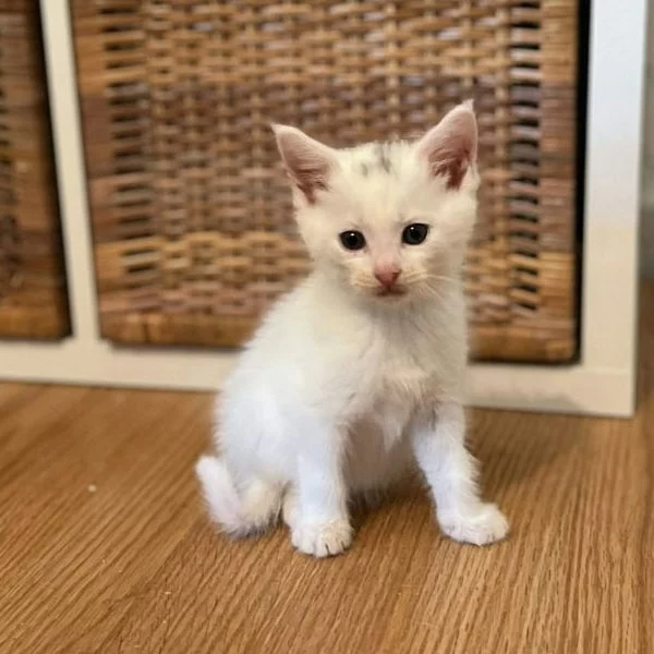 David junior, chat adopté via Les ti'chats