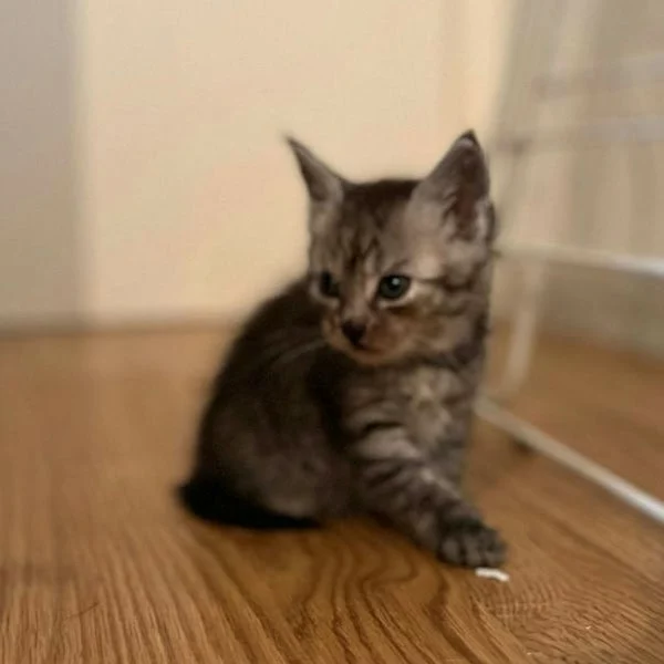 Maggie, chat adopté via Les ti'chats