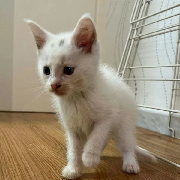 Maurice, chat adopté via Les ti'chats