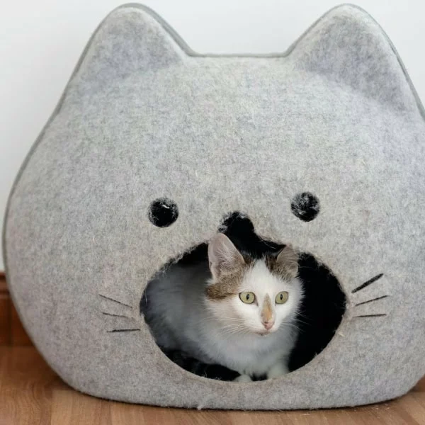 Isis, chat adopté via Les ti'chats