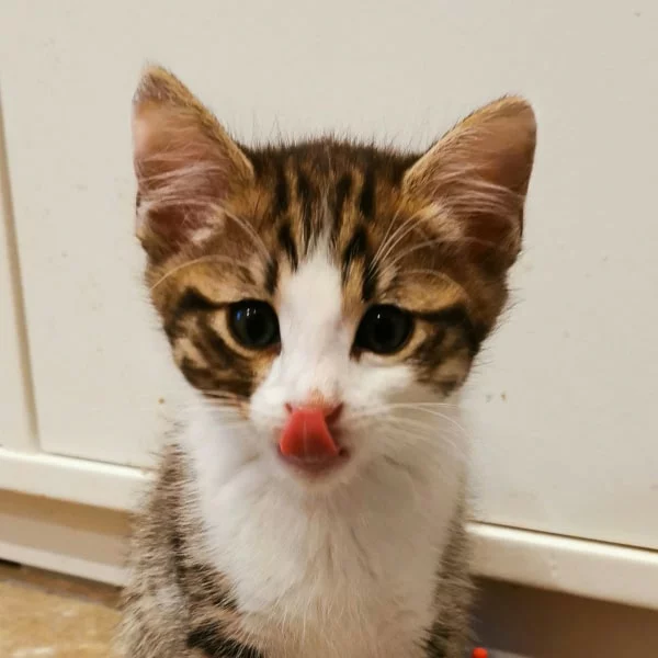 Osiris, chat adopté via Les ti'chats