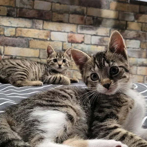 Jean et Alexandra, chats adoptés via Les ti'chats