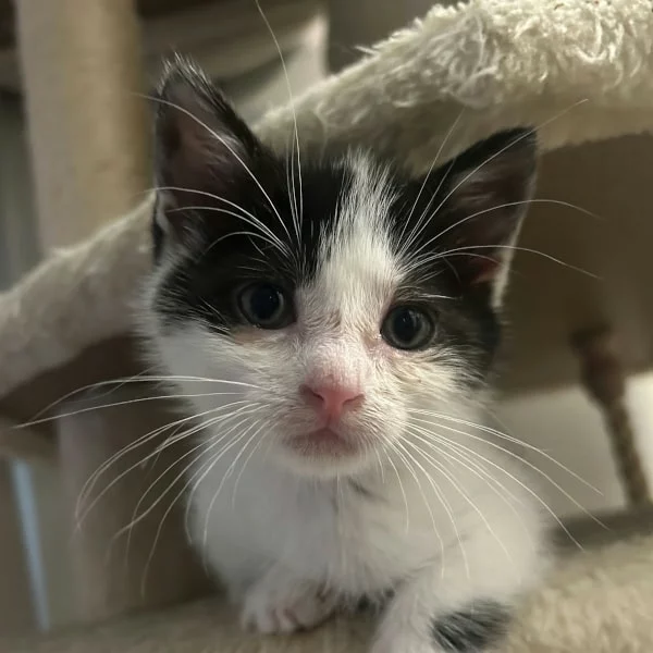 Lunna, chat adopté via Les ti'chats