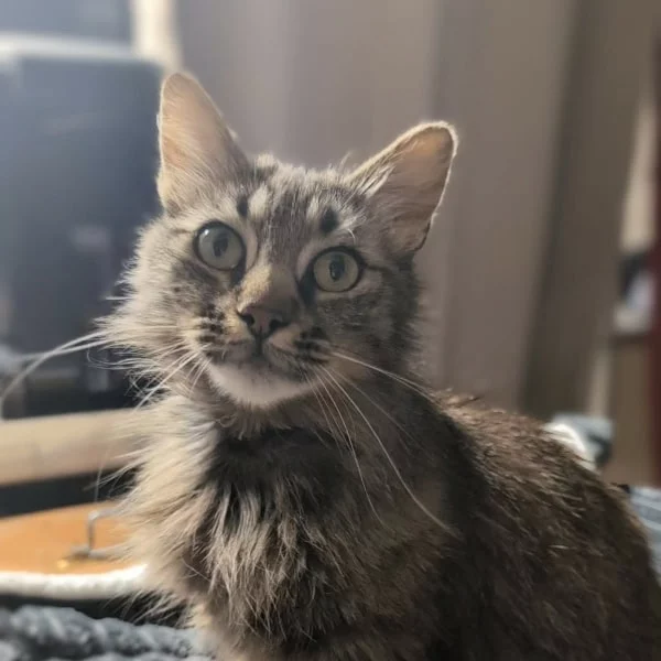 Marguerite, chat adopté via Les ti'chats