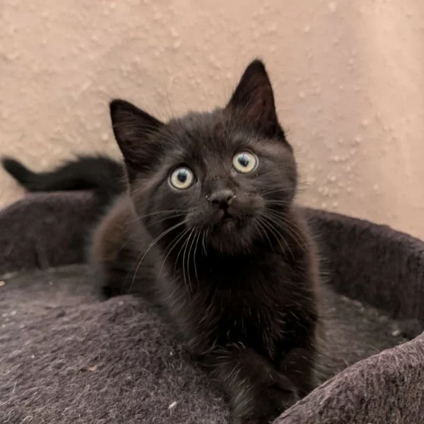 Tomino, chat adopté via Les ti'chats