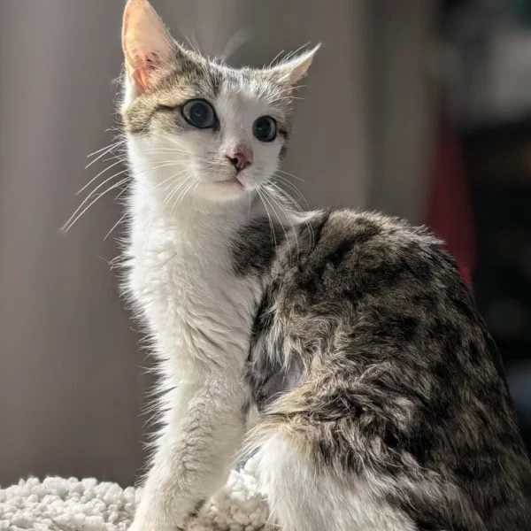Pria, chat adopté via Les ti'chats
