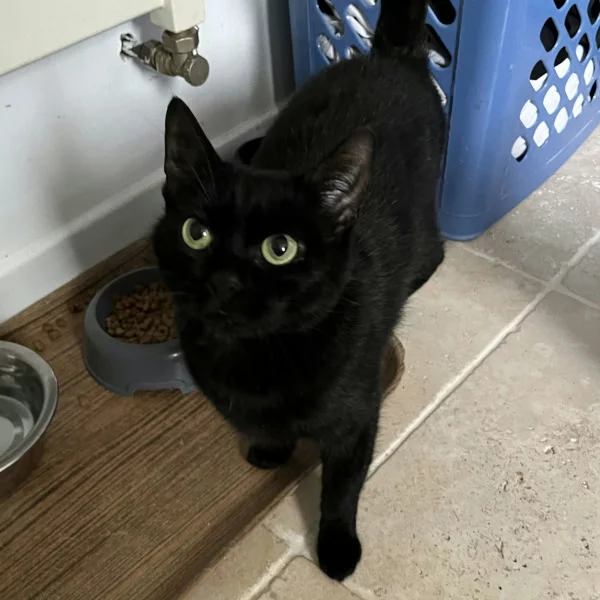 Rubis, chat adopté via Les ti'chats