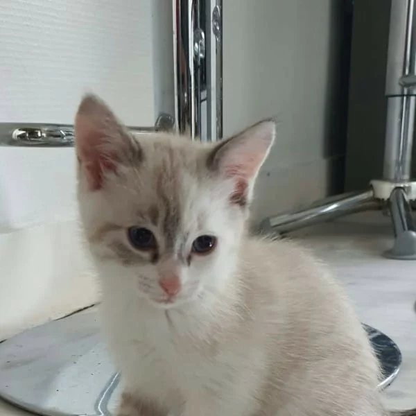 Bianca, chat adopté via Les ti'chats