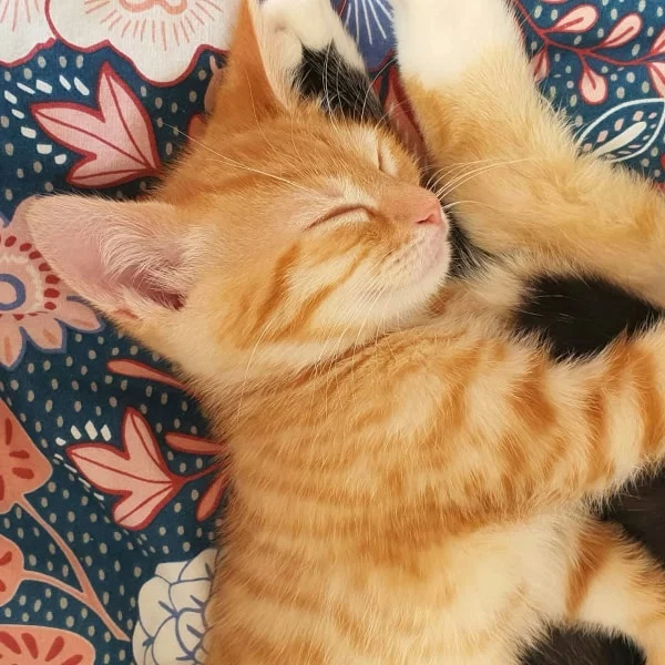 Stitch, chat adopté via Les ti'chats