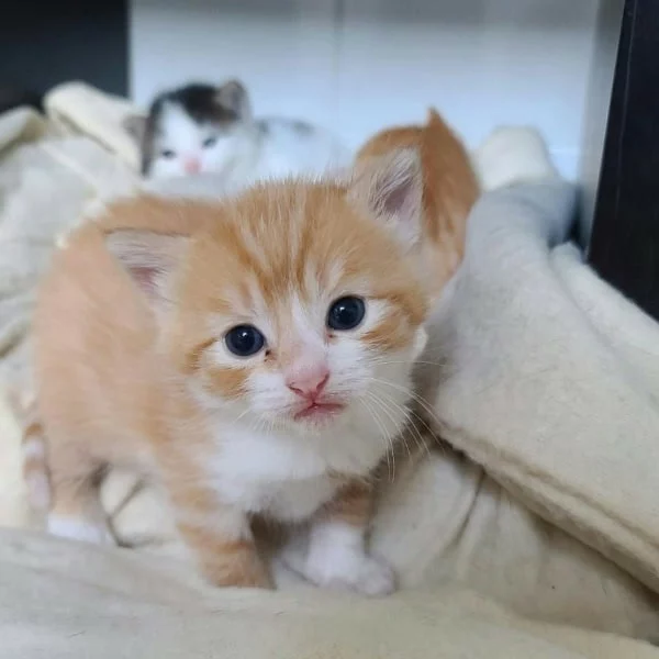Tarzan, chat adopté via Les ti'chats
