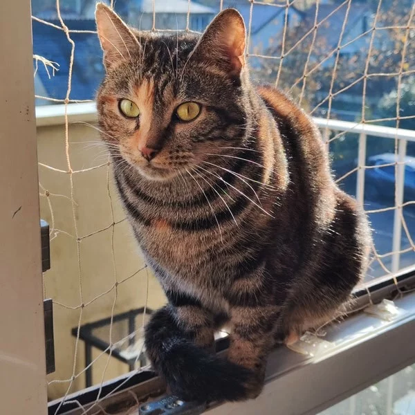 Athena, chat recueilli par Les ti'chats