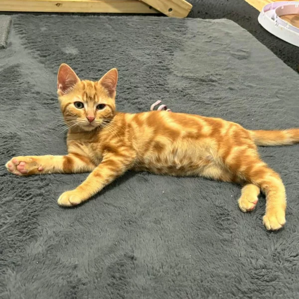 Atlas, chat adopté via Les ti'chats