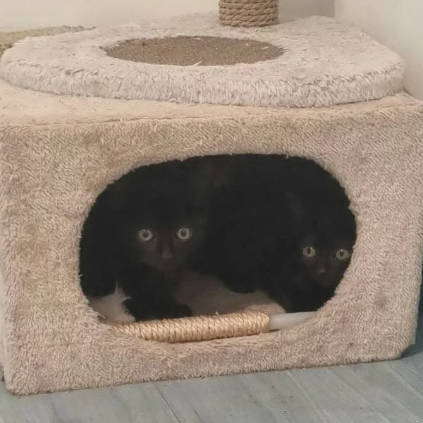 Corniglia, chat adopté via Les ti'chats