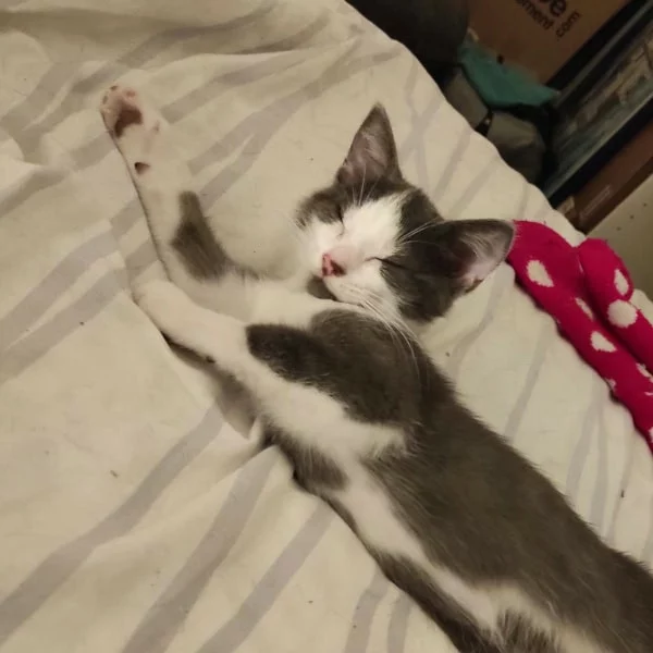 Kenji, chat adopté via Les ti'chats