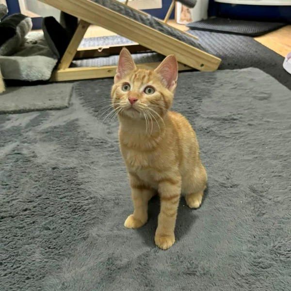 Edison, chat adopté via Les ti'chats