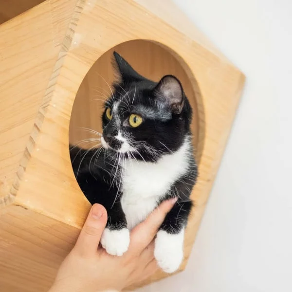 Ganesh, chat recueilli par Les ti'chats