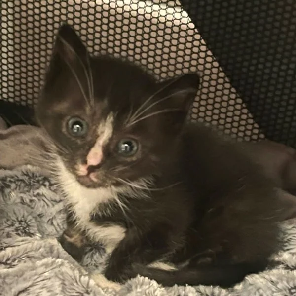 Kuma, chat adopté via Les ti'chats