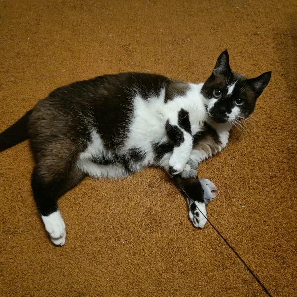 Loco, chat adopté via Les ti'chats