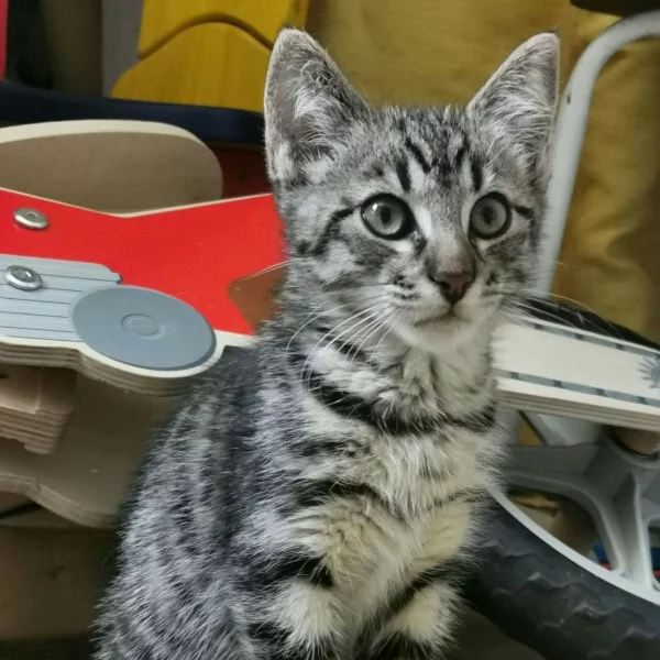 Mallo, chat adopté via Les ti'chats