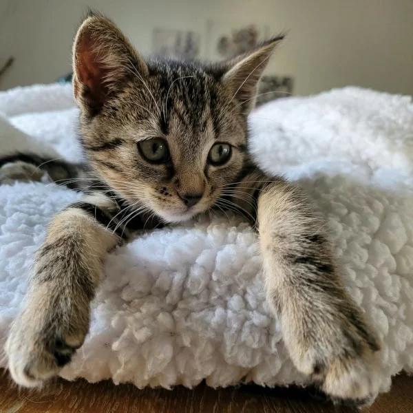 Ninha, chat adopté en 2025 grâce aux ti'chats