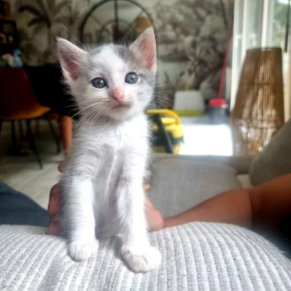 Grigri, chat adopté via Les ti'chats