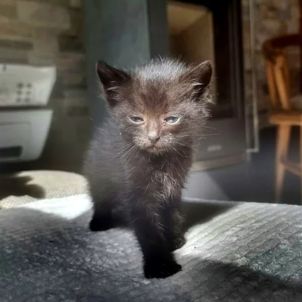 Schwarz, chat adopté via Les ti'chats