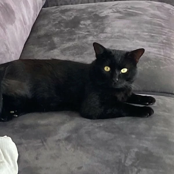 Sirius, chat adopté via Les ti'chats
