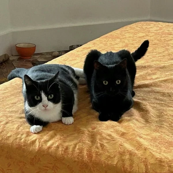 Ukas, chat adopté via Les ti'chats