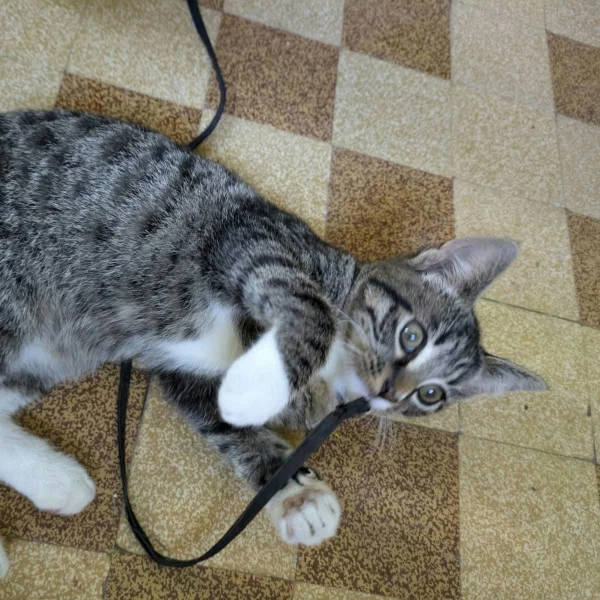 Vito, chat adopté via Les ti'chats