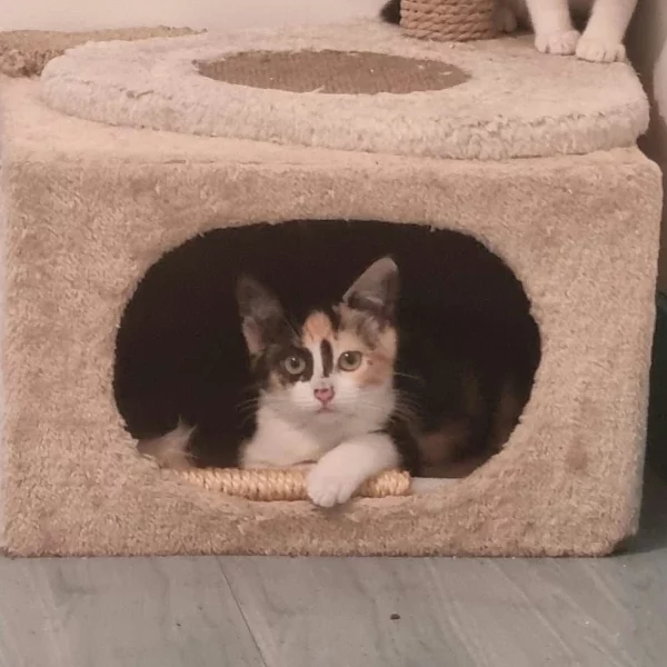Vernazza, chat adopté via Les ti'chats