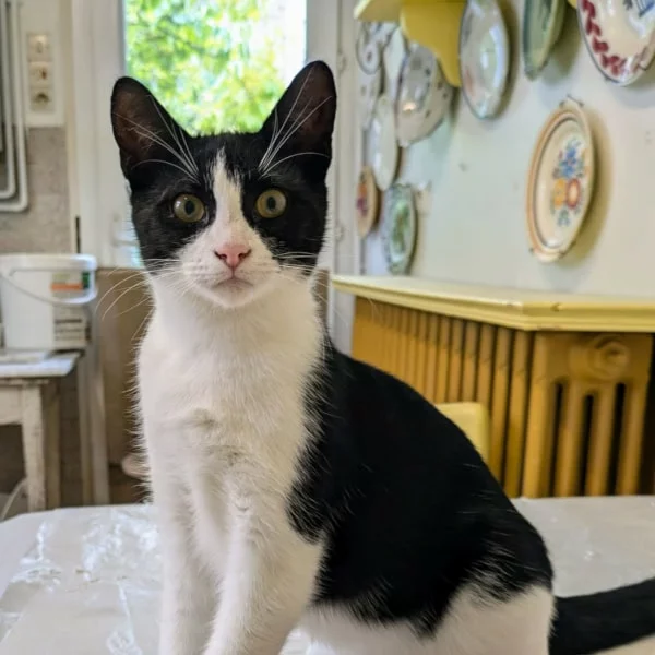 Vespa, chat adopté via Les ti'chats